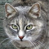 NineGag profile picture for @meow33