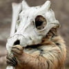 NineGag profile picture for @grave