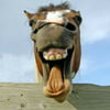 NineGag profile picture for @hoarse