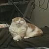 NineGag profile picture for @capitalize
