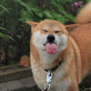NineGag profile picture for @hurrah