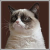 NineGag profile picture for @dissatisfied