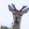 NineGag profile picture for @jameson