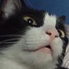 NineGag profile picture for @values