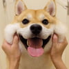 NineGag profile picture for @dynamically