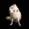 NineGag profile picture for @yuan_tian