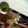 NineGag profile picture for @medicare