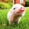 NineGag profile picture for @pigs