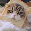 NineGag profile picture for @testified