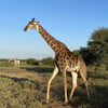 NineGag profile picture for @namibia