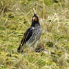 NineGag profile picture for @birding