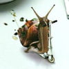 NineGag profile picture for @commodities