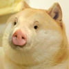 NineGag profile picture for @mohmoh