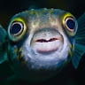 NineGag profile picture for @earlobes