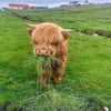 NineGag profile picture for @hammo