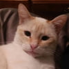 NineGag profile picture for @puffed