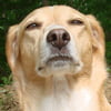 NineGag profile picture for @sethy