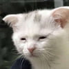 NineGag profile picture for @spikey