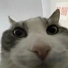 NineGag profile picture for @virgin